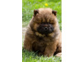 chow-chow-small-1