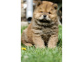 chow-chow-small-0