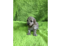 aprikot-pudla-small-2