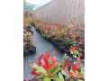 fotinija-red-robin-ziva-ograda-small-0