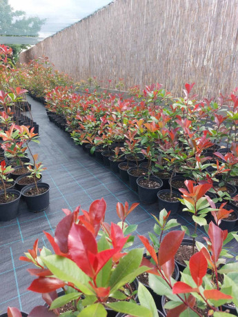 fotinija-red-robin-ziva-ograda-big-0