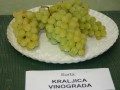sadnice-grozdja-za-prolece-2023-veliki-izbor-sorti-small-1
