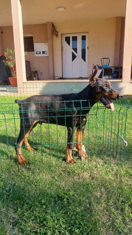 na-prodaju-stenci-dobermana-starosti-4-meseca-big-2