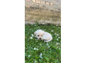 labrador-retriver-stenci-small-2