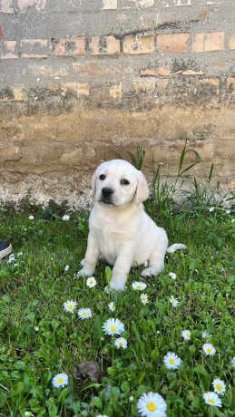 labrador-retriver-stenci-big-0