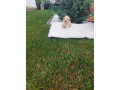 labradoodle-small-4