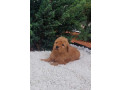 labradoodle-small-3