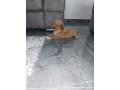 labradoodle-small-1