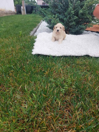 labradoodle-big-4