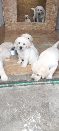 labrador-retriver-top-leglo-big-3