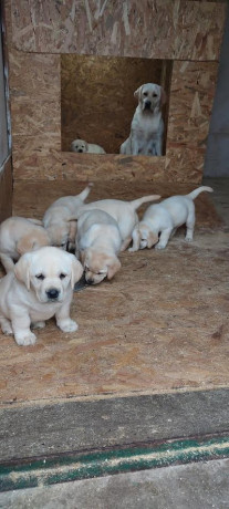 labrador-retriver-top-leglo-big-2