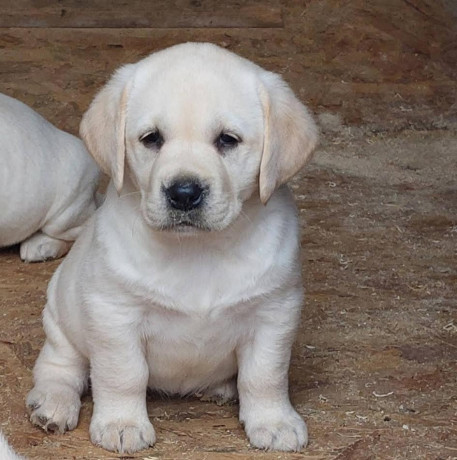 labrador-retriver-top-leglo-big-0