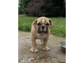engleski-buldog-stenad-small-2