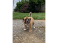 engleski-buldog-stenad-small-3