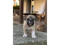 engleski-buldog-stenad-small-1