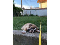 engleski-buldog-stenad-small-4