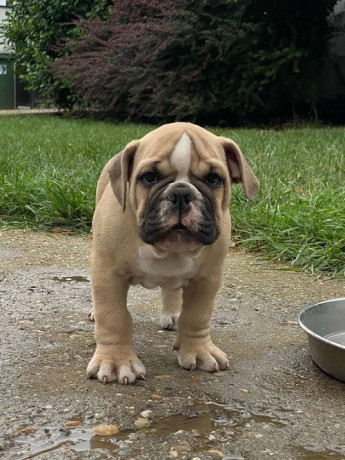engleski-buldog-stenad-big-2