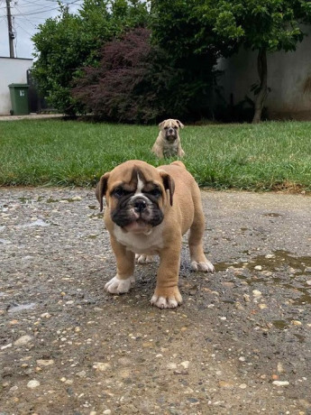 engleski-buldog-stenad-big-3