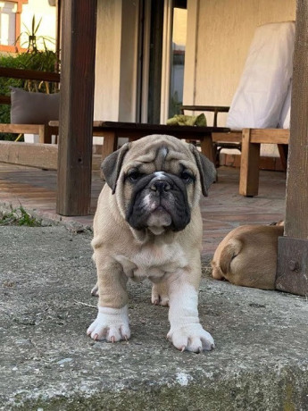 engleski-buldog-stenad-big-1