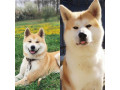 japanska-akita-inu-small-4