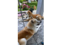 japanska-akita-inu-small-3