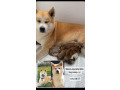 japanska-akita-inu-small-2