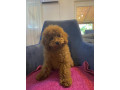 toj-pudla-toy-poodle-small-3