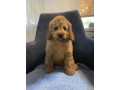 toj-pudla-toy-poodle-small-2