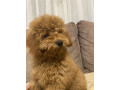 toj-pudla-toy-poodle-small-1