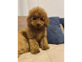 toj-pudla-toy-poodle-small-0