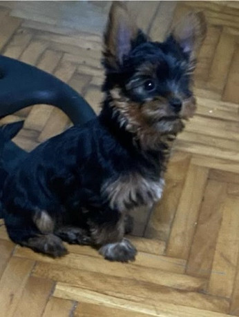 mini-jorki-big-1
