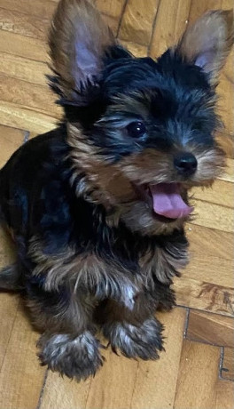 mini-jorki-big-2