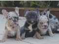 francuski-buldog-egzoticnih-boja-small-3