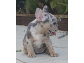 francuski-buldog-egzoticnih-boja-small-4