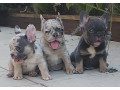 francuski-buldog-egzoticnih-boja-small-2