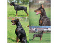 stenci-dobermana-small-0