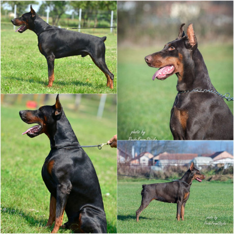 stenci-dobermana-big-0