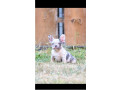 francuski-buldog-extra-kvalitet-small-4