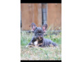francuski-buldog-extra-kvalitet-small-1