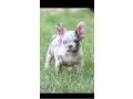 francuski-buldog-extra-kvalitet-small-3