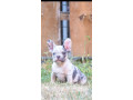 francuski-buldog-extra-kvalitet-small-0