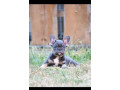 francuski-buldog-extra-kvalitet-small-2