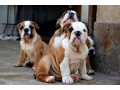 engleski-buldog-vrhunskog-porekla-small-2