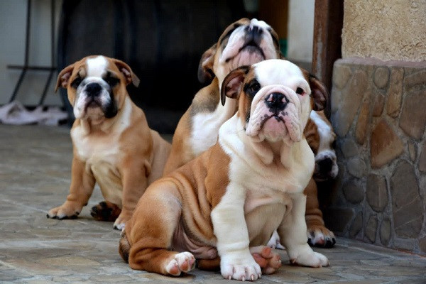 engleski-buldog-vrhunskog-porekla-big-2