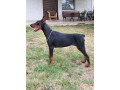 doberman-zenka-small-1