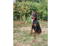 doberman-zenka-small-2