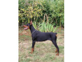 doberman-zenka-small-0