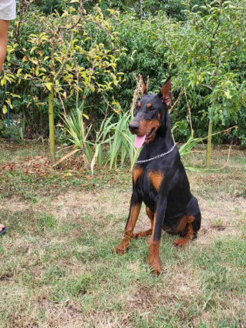 doberman-zenka-big-2