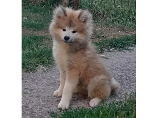 Akita Inu štenci