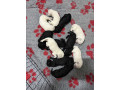 standard-pudle-small-3